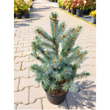 Ель Super Blue Seedling, H0.5м