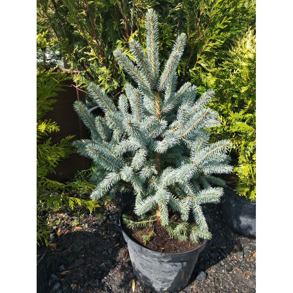 Ялина Super Blue Seedling, H0.5м
