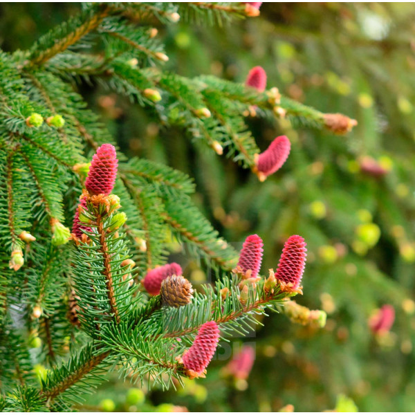 Ялина Acrocona, H40-50