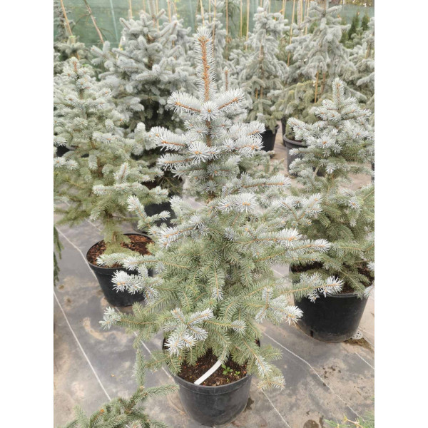 Ялина Super Blue Seedling, H0.7м