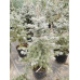 Ялина Super Blue Seedling, H0.7м Ялина Super Blue Seedling, H0.7м