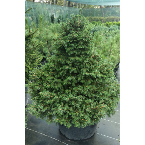 Ель Tompa, H0.6-0.8м