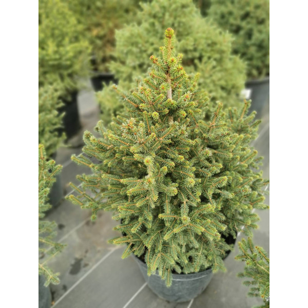 Ель Wills Zwerg, H0.6м