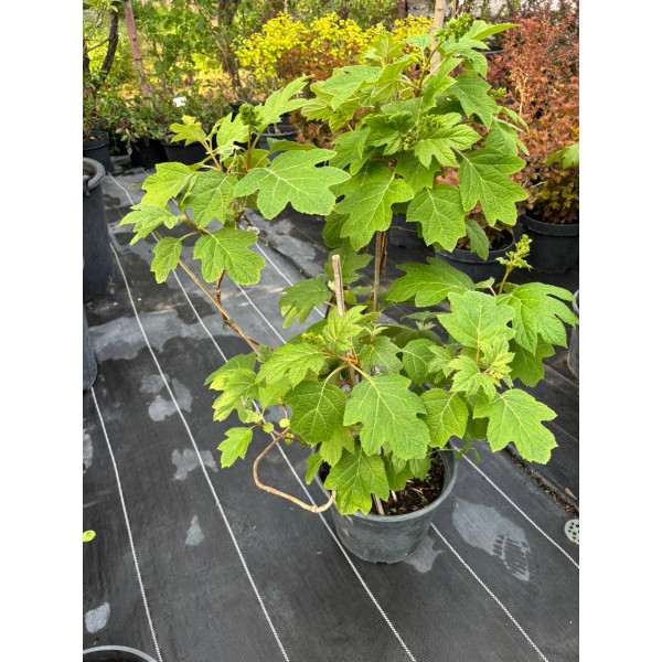 Гортензія дуболисна Burgundy, С10