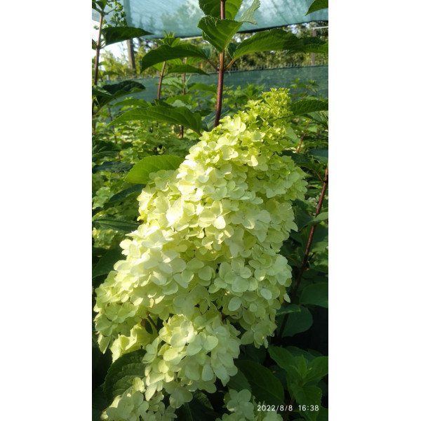 Гортензія волотиста Phantom, C5