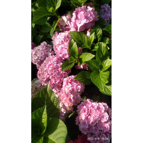 Гортензія Крупнолистова, C20