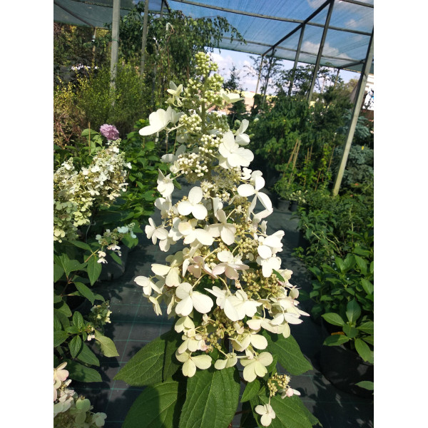 Гортензія волотиста Candelight, C10