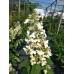 Гортензія волотиста Candelight, C10 Гортензія волотиста Candelight, C10