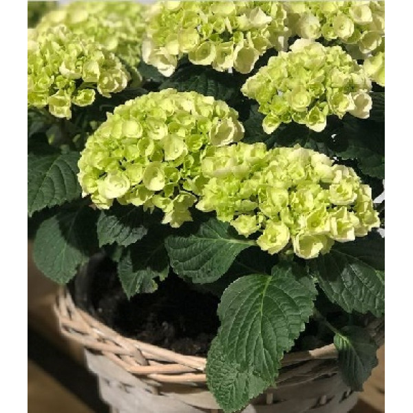 Гортензія Hi Crystal Palace, 10 л (широколисна)