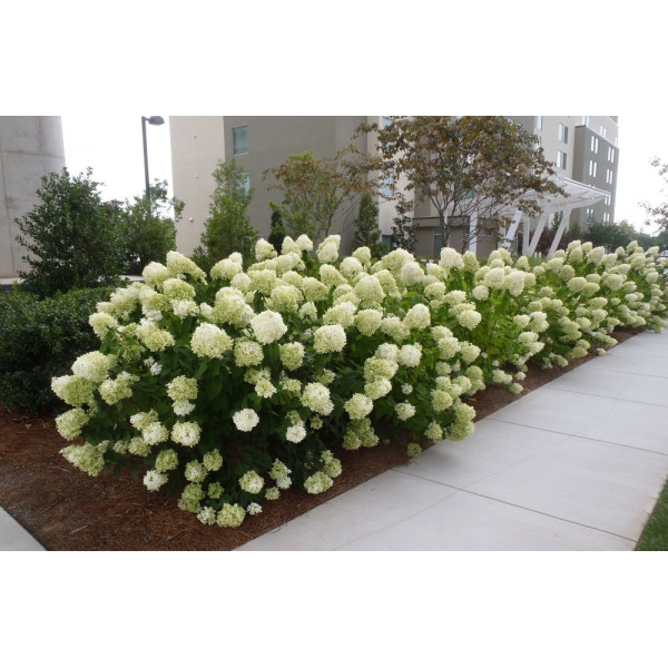Гортензія волотиста Lime Light, C5