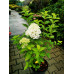 Гортензия метельчатая Lime Light, C10