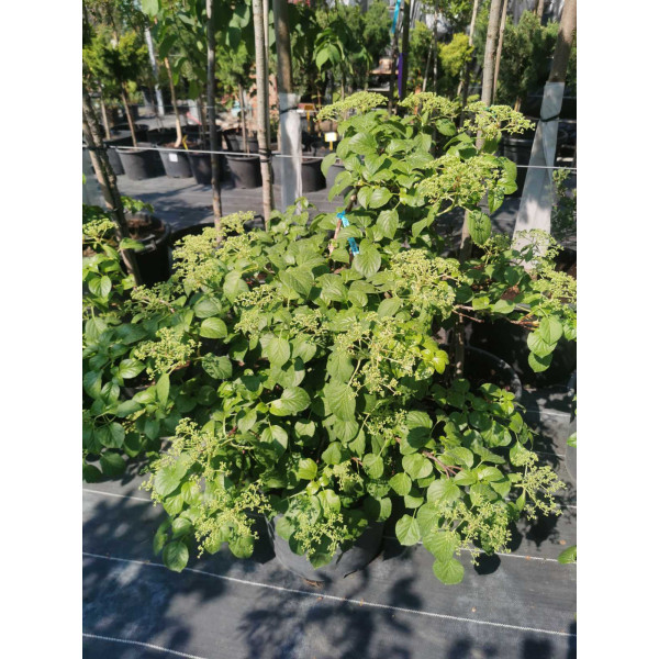 Гортензія черешкова Petiolaris, C30