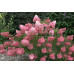 Гортензія волотиста Pink Lady, C10 Гортензія волотиста Pink Lady, C10