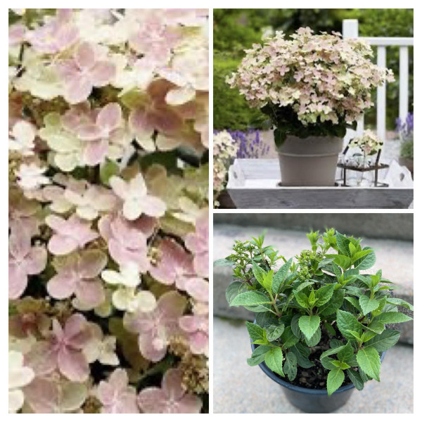 Гортензія волотиста Polestar або Офелія, C10