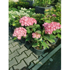 Гортензія Saxon Graffin Cosel, 10л (широколисна) Гортензія Saxon Graffin Cosel, 10л (широколисна)