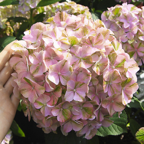 Гортензія Sweet Lips, 10л (широколисна)