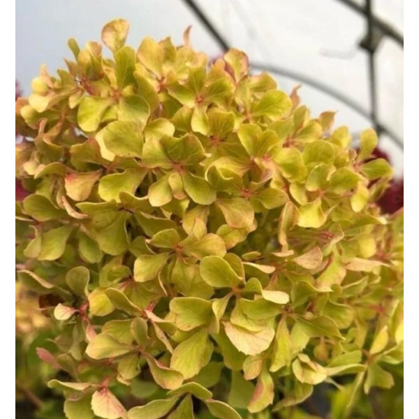 Гортензія волотиста Perle de Festival, C7.5