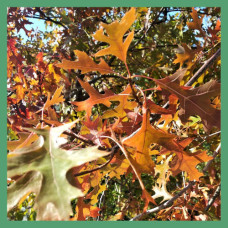 Лиственные деревья