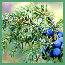 Можжевельники