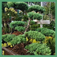 Ниваки/бонсай