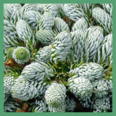 Прочие хвойные растения