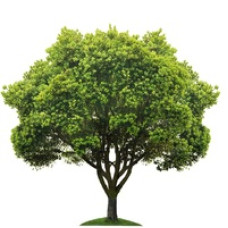 Растения с поля