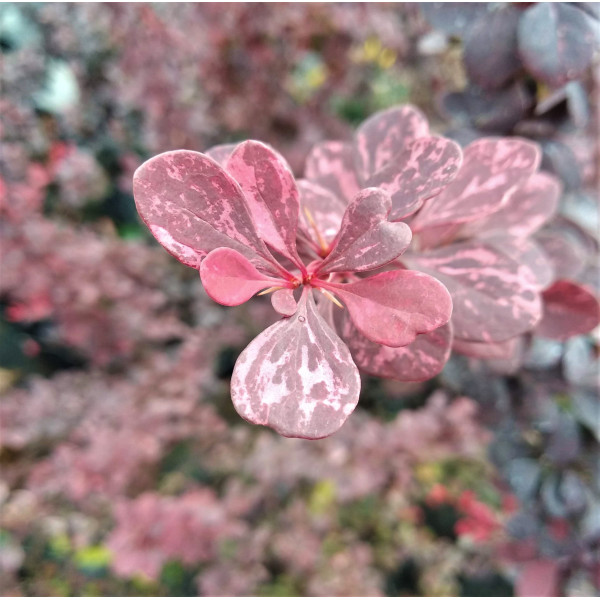 Барбарис Тунберга Harlequin, С10