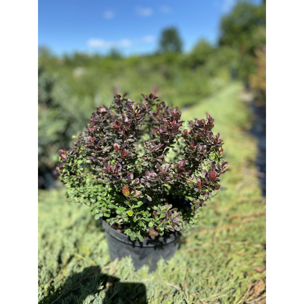 Барбарис Тунберга Bagatelle, С10