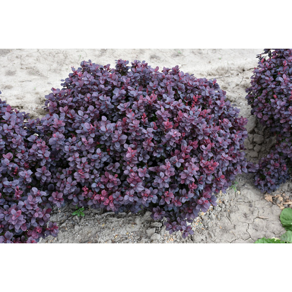 Барбарис Тунберга Concord, С5