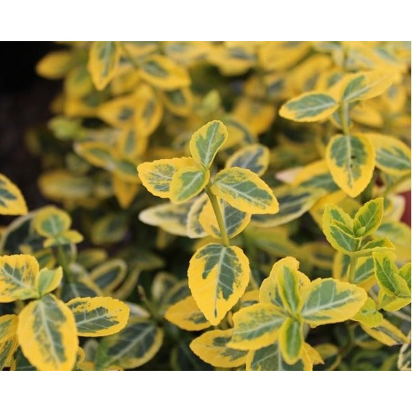 Бруслина Форчуна Sunshine С5