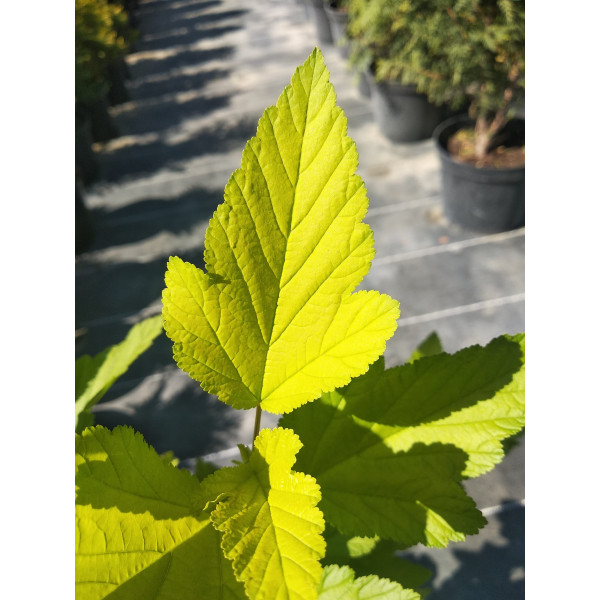 Пухироплідник Dart's Gold, С7,5