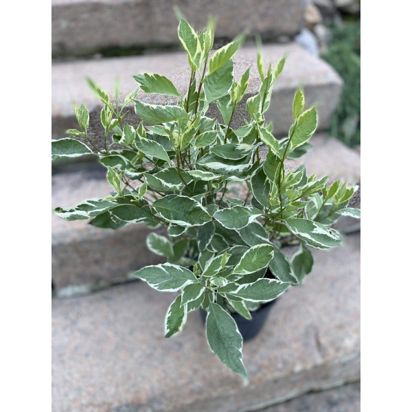 Дерен білий Elegantissima, С7.5