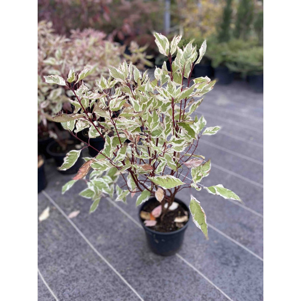 Дерен білий Elegantissima, 40-50 см