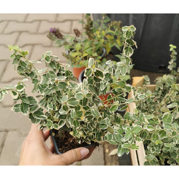 Бруслина Форчуна Emerald Gaity, Р9