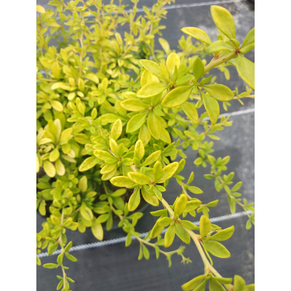 Барбарис Тунберга Golden Dream, С7,5