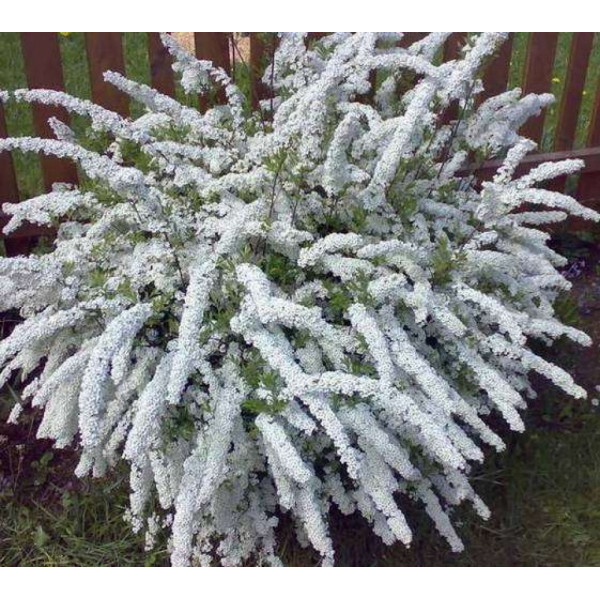 Спірея сіра Greifsheim С10