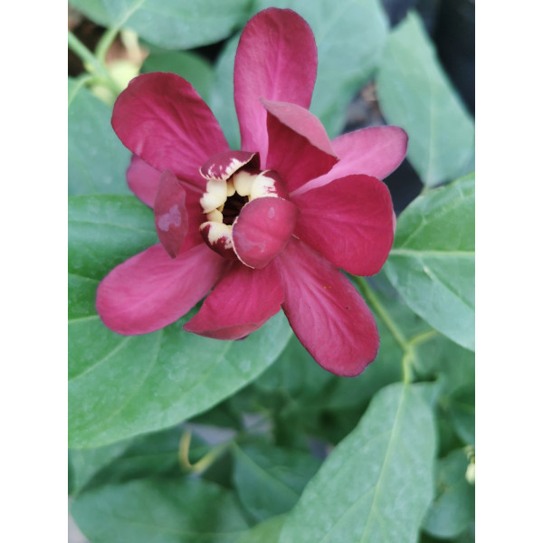 Калікант гібридний Aphrodite, С10