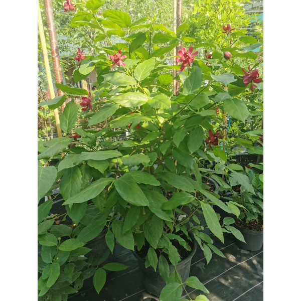 Калікант гібридний Aphrodite, 1.5 м