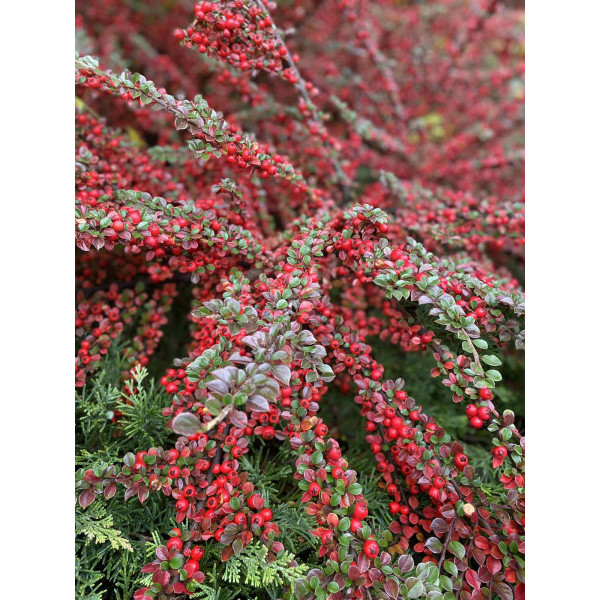 Кизильник Даммера Майор, С5