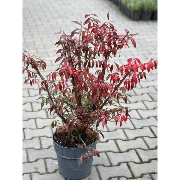 Бруслина Крилата Blade Runner, С10