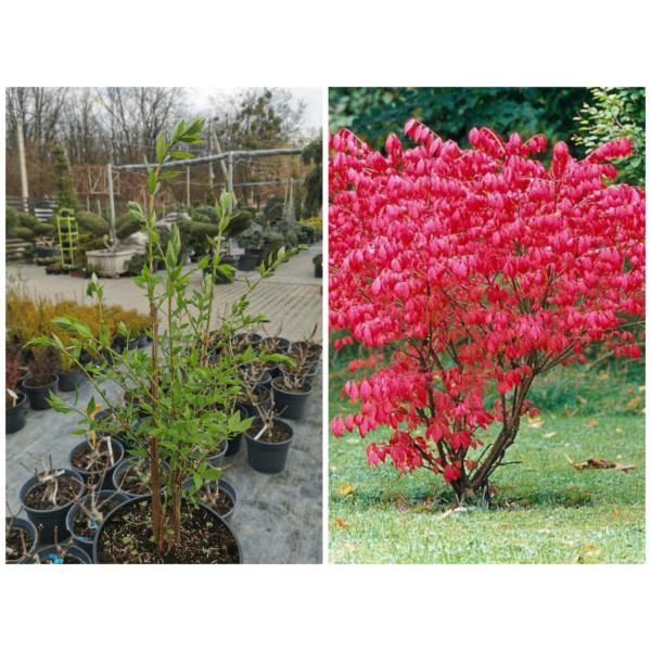 Бруслина Крилата, С7.5