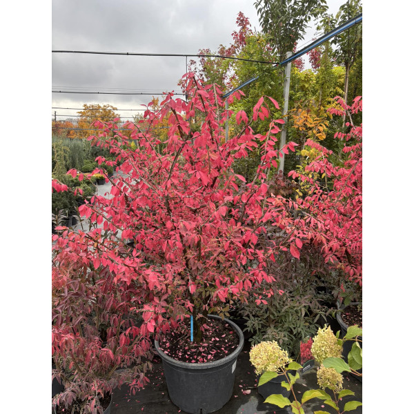 Бруслина Крилата 150 см