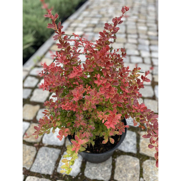 Барбарис Тунберга Orange Alf, С7,5