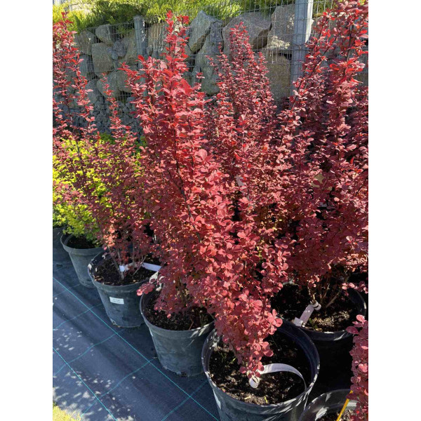 Барбарис Тунберга Orange Rocket, С7,5