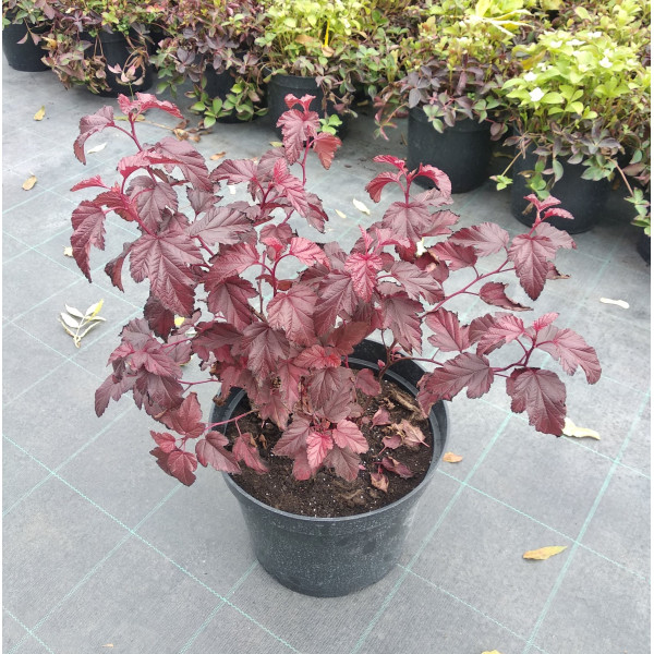 Пухироплідник калинолистий Little Angel С7,5