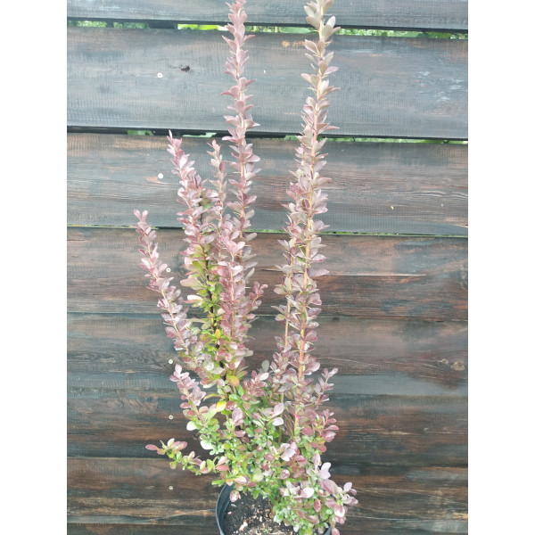 Барбарис Тунберга Red Rocket, С7,5