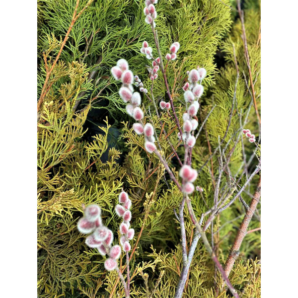 Верба gracilistyla Mount Aso, штамб