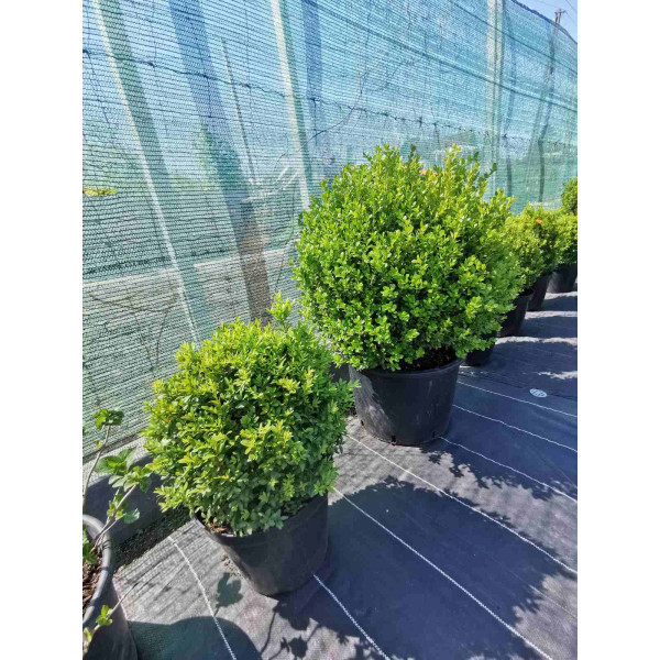 Самшит куля 40 см