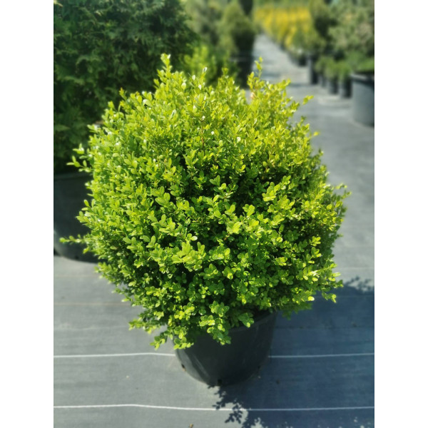 Самшит куля 60 см