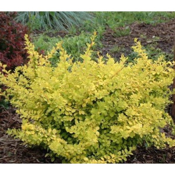 Барбарис Тунберга Sunsation, С7,5